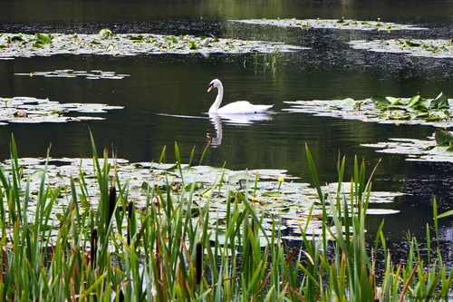 This landscape photograph, taken on a summer morning, features the reflection of a swan gliding across a pond surrounded by lush aquatic vegetation and tall reeds. The peaceful scene showcases the interaction of animals and nature, with the swan as the main subject moving through water dotted with green lily pads. The natural environment is typical of a summer’s day, and the image highlights the tranquility of the pond and the elegant presence of the swan, emphasizing the beauty of animals within nature’s landscape.